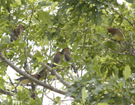 Cedar Waxwings